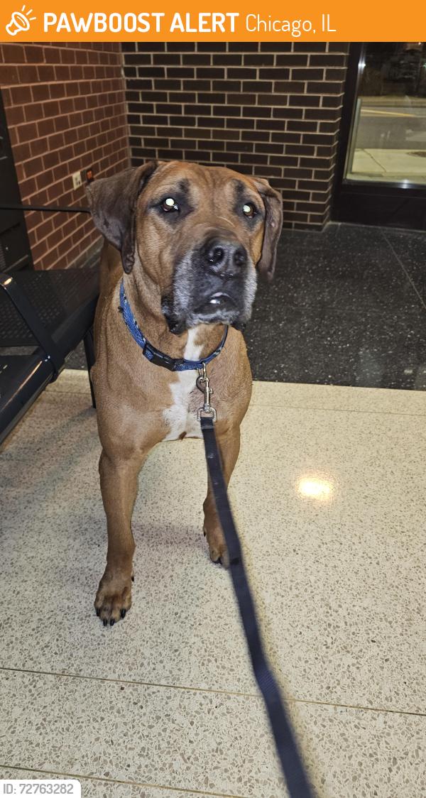 Found/Stray Unknown Dog last seen Near W Irving Park Rd, Chicago, IL 60641, Chicago, IL 60641