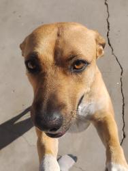 Lost Female Dog last seen Lubbock and Rushing, El Paso, TX 79924