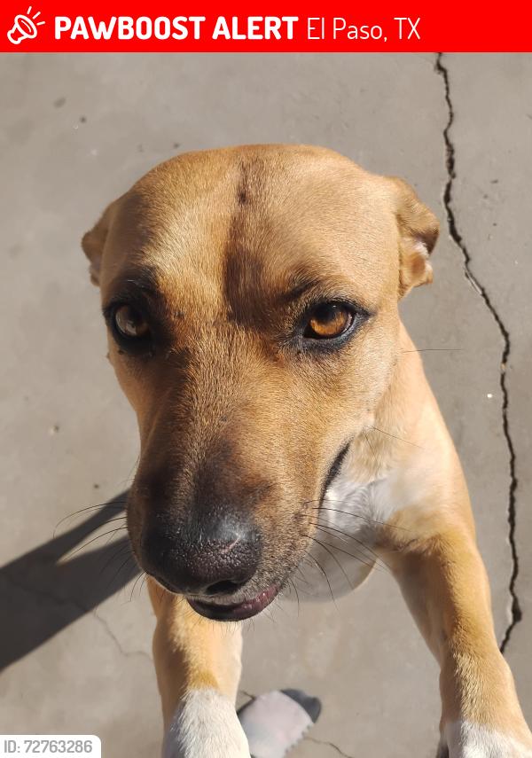 Lost Female Dog last seen Lubbock and Rushing, El Paso, TX 79924