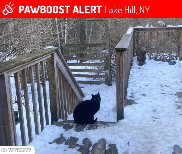 Lost Male Cat last seen Mink Hollow and Rt.212, Lake Hill, NY 12448