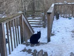 Lost Male Cat last seen Mink Hollow and Rt.212, Lake Hill, NY 12448