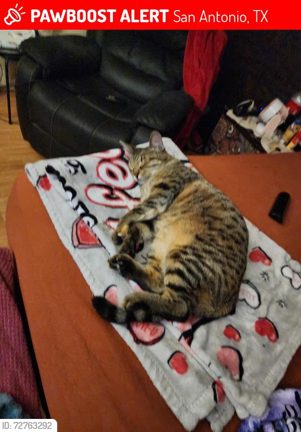 Lost Female Cat last seen Royston and Desoto, San Antonio, TX 78225