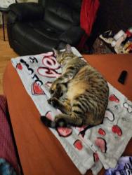 Lost Female Cat last seen Royston and Desoto, San Antonio, TX 78225