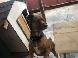 Lost Male Dog last seen Near almaden road , San Jose, CA 95118