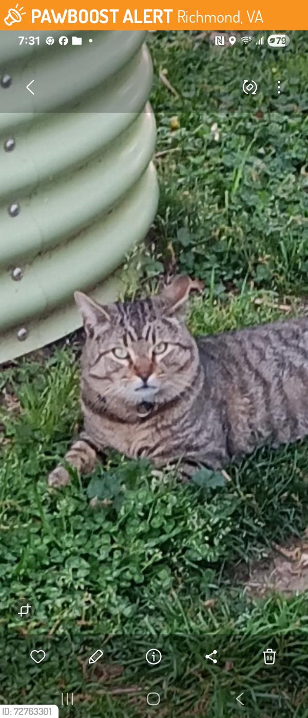 Found/Stray Unknown Cat last seen Melbourne and Maddox , Richmond, VA 23223