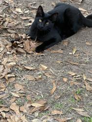 Lost Male Cat last seen Llilly Dr and Deer trace, Conroe, TX 77384