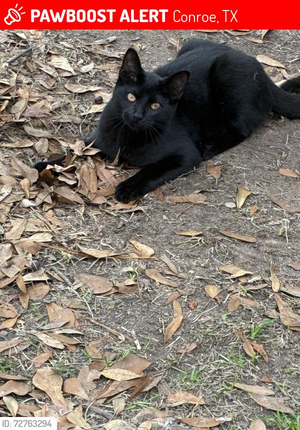Lost Male Cat last seen Llilly Dr and Deer trace, Conroe, TX 77384