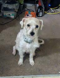Lost Female Dog last seen Louisville KY , Crestwood, KY 40014