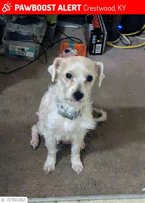 Lost Female Dog last seen Louisville KY , Crestwood, KY 40014
