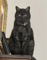 Lost Male Cat last seen Willard and Oak Park, Maryville, TN 37803