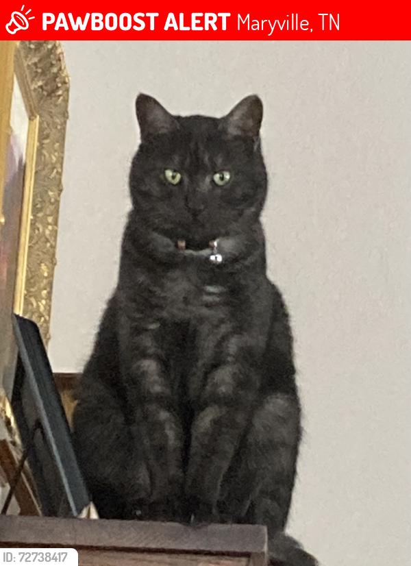 Lost Male Cat last seen Willard and Oak Park, Maryville, TN 37803
