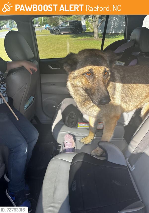 Found/Stray Unknown Dog last seen Live Oak Drive off Rockfish Rd Hoke County, Raeford, NC 28376