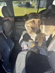 Found/Stray Unknown Dog last seen Live Oak Drive off Rockfish Rd Hoke County, Raeford, NC 28376