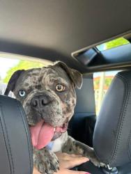 Lost Male Dog last seen Skyline and El Dorado , Cape Coral, FL 33914