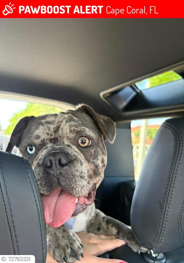 Lost Male Dog last seen Skyline and El Dorado , Cape Coral, FL 33914