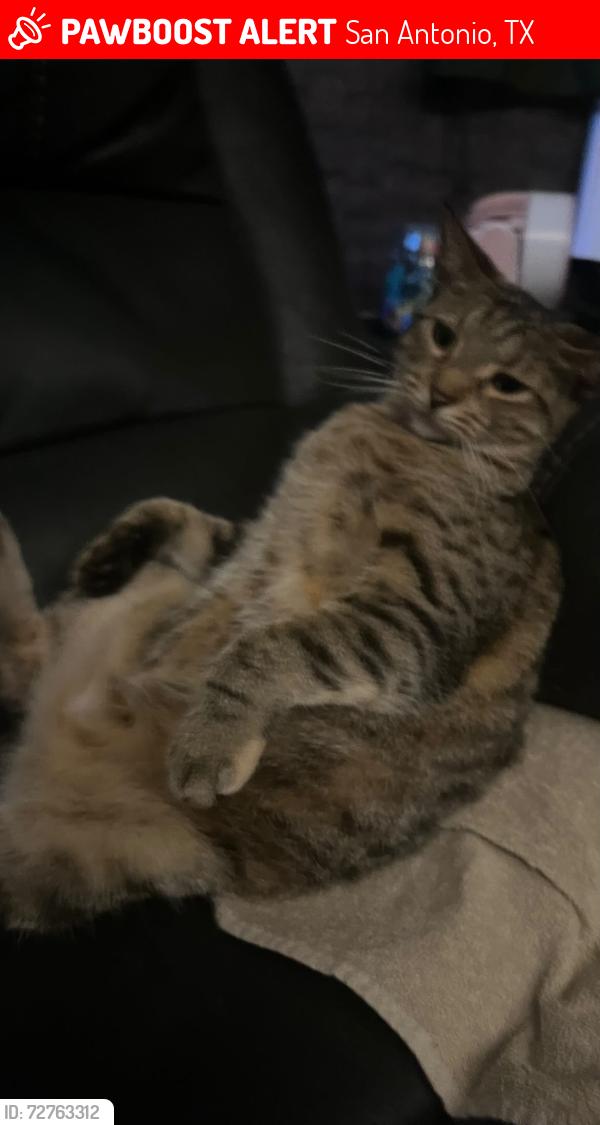 Lost Female Cat last seen Near royston ave , San Antonio, TX 78225