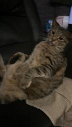 Lost Female Cat last seen Near royston ave , San Antonio, TX 78225