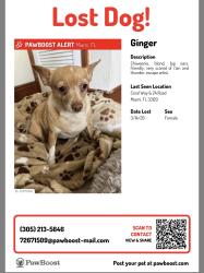 Lost Female Dog last seen SW 5th ave between 9 & 11 St, Miami, FL 33129