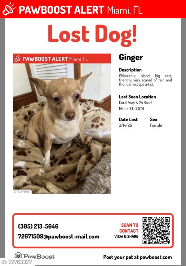 Lost Female Dog last seen SW 5th ave between 9 & 11 St, Miami, FL 33129