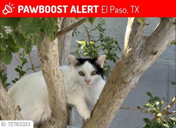 Lost Male Cat last seen nothloop and zaragoza, El Paso, TX 79907