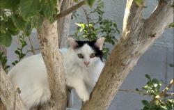 Lost Male Cat last seen nothloop and zaragoza, El Paso, TX 79907