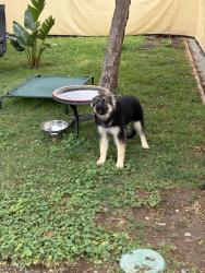 Found/Stray Female Dog last seen Northgate , Sacramento, CA 95833