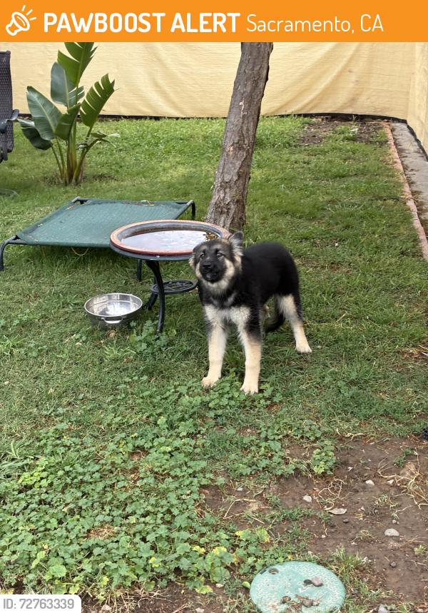 Found/Stray Female Dog last seen Northgate , Sacramento, CA 95833