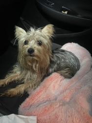 Found/Stray Male Dog last seen Inside of my neighborhood, Oklahoma City, OK 73120