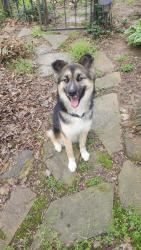 Found/Stray Female Dog last seen Hwy 276/Hwy 11, Greenville County, SC 29635