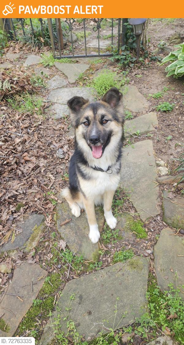 Found/Stray Female Dog last seen Hwy 276/Hwy 11, Greenville County, SC 29635