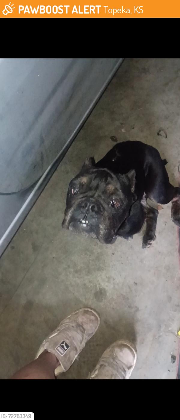 Found/Stray Female Dog last seen 26th and indiana, Topeka, KS 66605