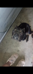 Found/Stray Female Dog last seen 26th and indiana, Topeka, KS 66605