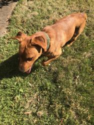 Found/Stray Male Dog last seen Westover Circle and Gist, Rock Hill, SC 29732