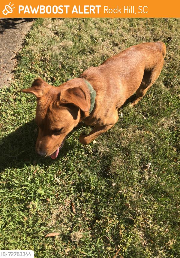 Found/Stray Male Dog last seen Westover Circle and Gist, Rock Hill, SC 29732