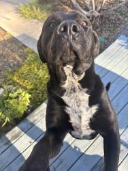Found/Stray Male Dog last seen Unknown, Fountain Inn, SC 29644