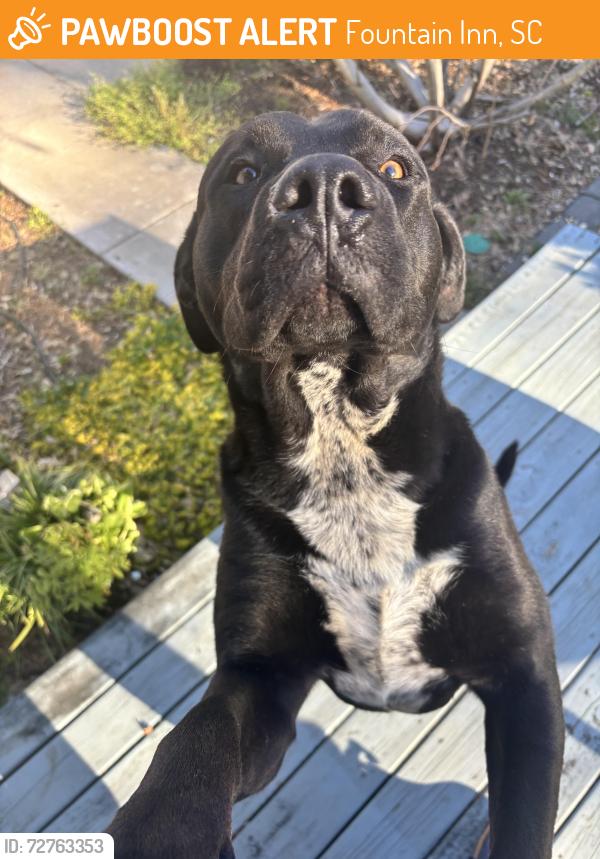 Found/Stray Male Dog last seen Unknown, Fountain Inn, SC 29644