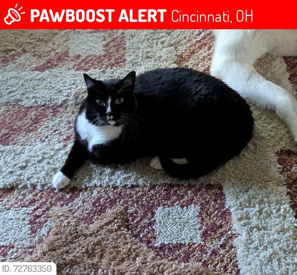 Lost Male Cat last seen Wolfangel Rd.  & Anderson Ave., Cincinnati, OH 45255
