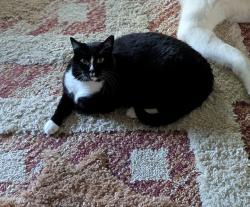 Lost Male Cat last seen Wolfangel Rd.  & Anderson Ave., Cincinnati, OH 45255