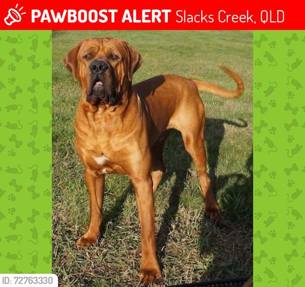 Lost Male Dog last seen Kingston road , Slacks Creek, QLD 