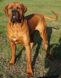 Lost Male Dog last seen Kingston road , Slacks Creek, QLD 