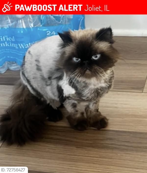 Lost Male Cat last seen Theodore and W Hampton Dr. , Plainfield, IL 60586