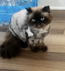 Lost Male Cat last seen Theodore and W Hampton Dr. , Plainfield, IL 60586