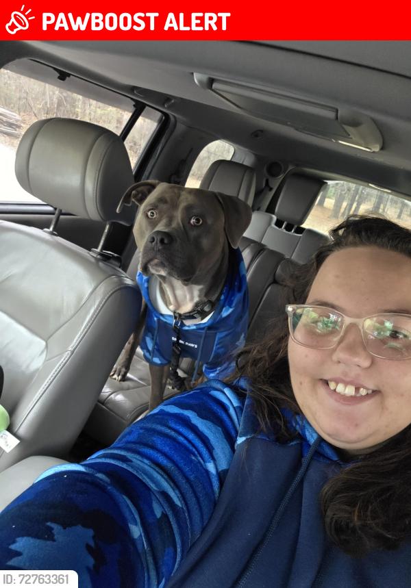 Lost Male Dog last seen County road 320, Craighead County, AR 72401