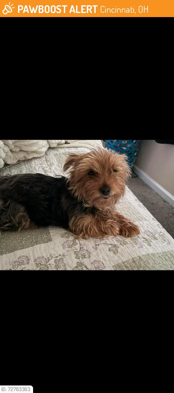 Found/Stray Unknown Dog last seen Pricehill , Cincinnati, OH 45205