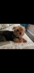 Found/Stray Unknown Dog last seen Pricehill , Cincinnati, OH 45205
