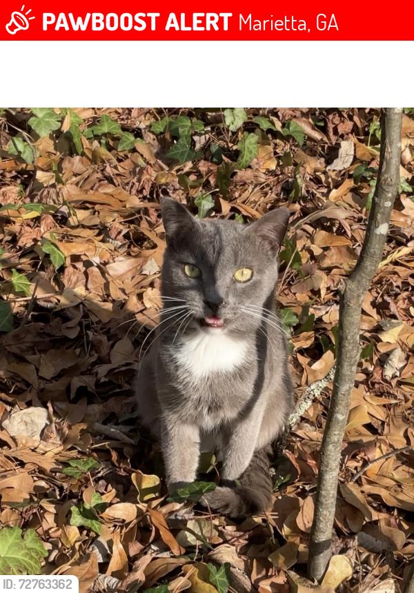 Lost Male Cat last seen  Front lawn, Marietta, GA 30008