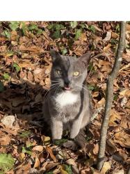 Lost Male Cat last seen  Front lawn, Marietta, GA 30008