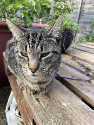 Lost Male Cat last seen Manor Road Cemetery Chapel, Bletchley, England MK2