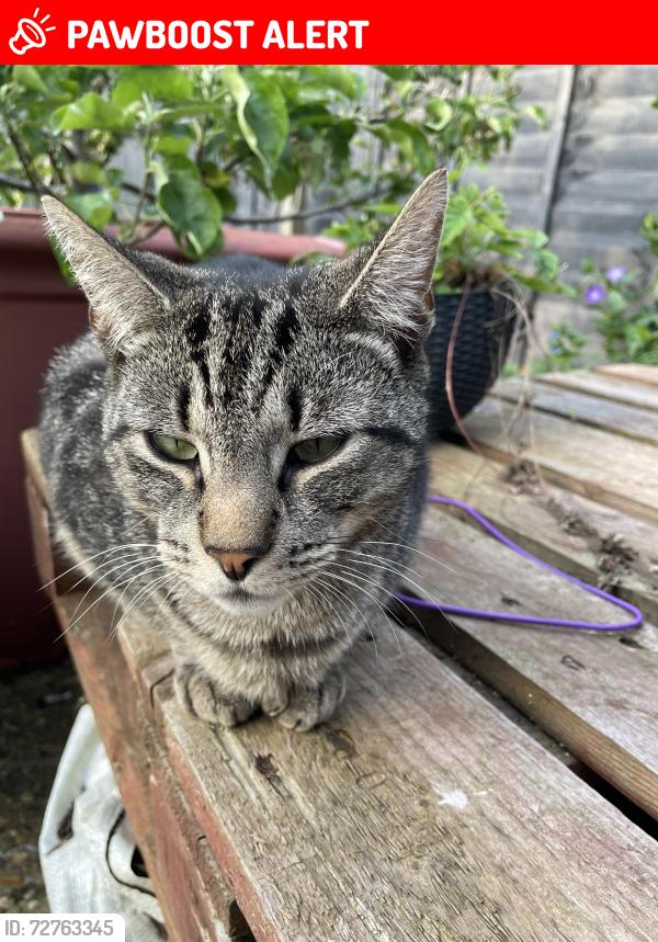 Lost Male Cat last seen Manor Road Cemetery Chapel, Bletchley, England MK2