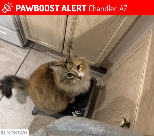 Lost Female Cat last seen Rural/Chandler Blvd, Chandler, AZ 85226